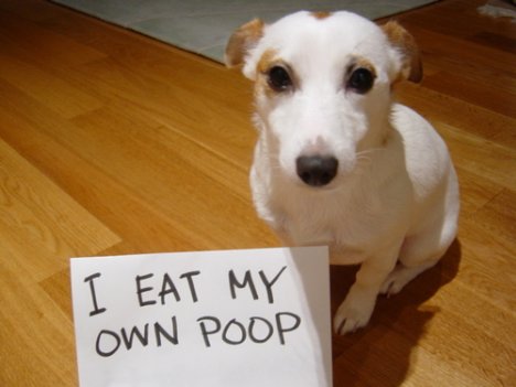 What to do when your dog eats poop
